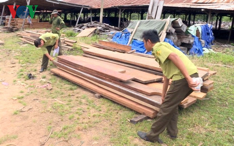 Lực lượng chức năng đã lập biên bản tạm giữ 40m3 gỗ lậu cùng phương tiện. Lực lượng chức năng đã lập biên bản tạm giữ 40m3 gỗ lậu cùng phương tiện.