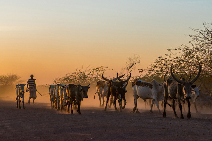 Một người chăn gia súc, thuộc bộ lạc Afar lùa đàn gia súc trở về trong ánh chiều tà gần Afambo. Ảnh: Corbis.