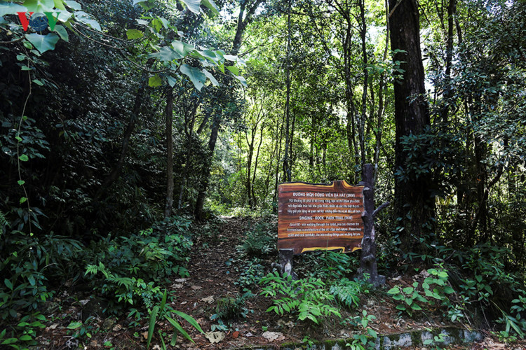  Bạch Mã còn là nơi quy tụ nhiều loại động vật và thực vật quý hiếm của miền nhiệt đới trong cánh rừng nguyên sinh bạt ngàn, đầy ắp những con suối. Trong ảnh là lối dẫn vào 