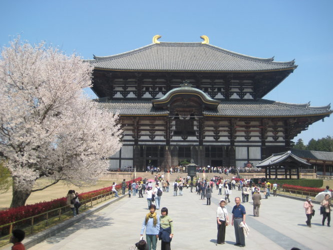 Hoa anh đào ở Nara, Nhật Bản -N.C.L. Hoa anh đào ở Nara, Nhật Bản -N.C.L.