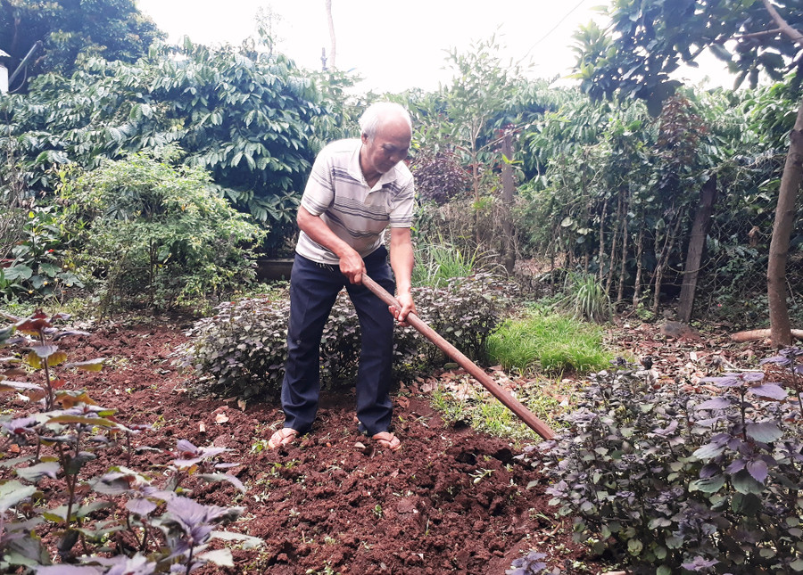 Nay đã ở tuổi 70 nhưng ông Nhắc vẫn hăng say lao động sản xuất. Ảnh: Mai Ka