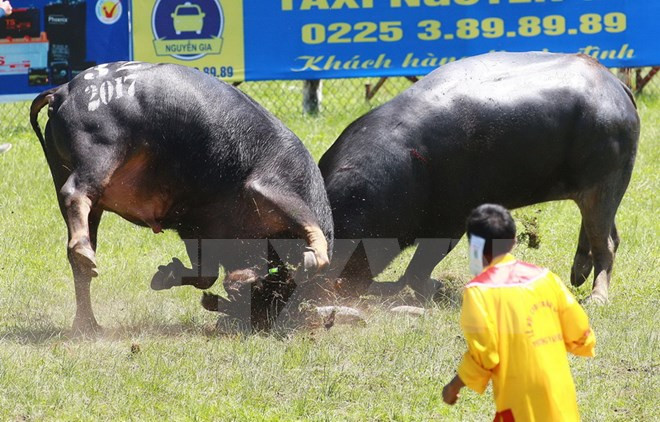 Hai trâu số 20 và trâu số 32 thực hiện pha hổ vồ lao vào nhau ở trận bán kết 1. (Ảnh: Lâm Khánh/TTXVN) Hai trâu số 20 và trâu số 32 thực hiện pha hổ vồ lao vào nhau ở trận bán kết 1. (Ảnh: Lâm Khánh/TTXVN)