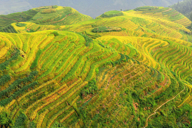 Ruộng bậc thang Longji Rice Terraces ở Quế Lâm. Ảnh: Hungchungchih/ Dreamstime