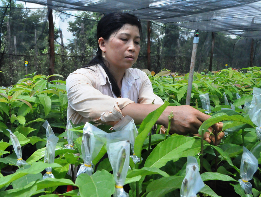 Chị Sen đang ghép chồi bơ booth để cung cấp cây giống cho các địa phương lân cận. Ảnh: Mai Ka Chị Sen đang ghép chồi bơ booth để cung cấp cây giống cho các địa phương lân cận. Ảnh: Mai Ka