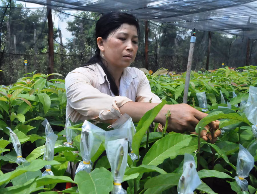 Chị Sen đang ghép chồi bơ booth để cung cấp cây giống cho các địa phương lân cận. Ảnh: Mai Ka