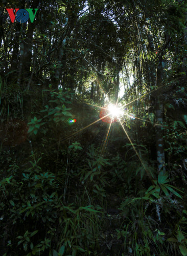  Đi sâu vào rừng chỉ thấy le lói ánh mặt trời qua kẽ lá.