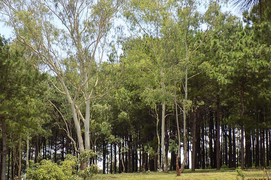 Các thủ tục hành chính mới về lâm nghiệp sẽ góp phần thuận lợi để phát triển các mô hình trồng rừng sản xuất. Ảnh: L.T Các thủ tục hành chính mới về lâm nghiệp sẽ góp phần thuận lợi để phát triển các mô hình trồng rừng sản xuất. Ảnh: L.T