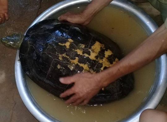 Cụ rùa "khủng" bò về làng  Cụ rùa