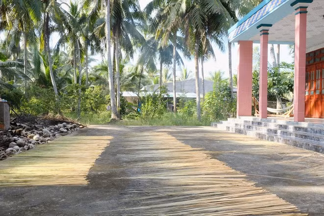  Dây lạt được lấy từ cờ bắp và mang đi phơi khoảng 2 nắng trước khi sử dụng để cột bánh