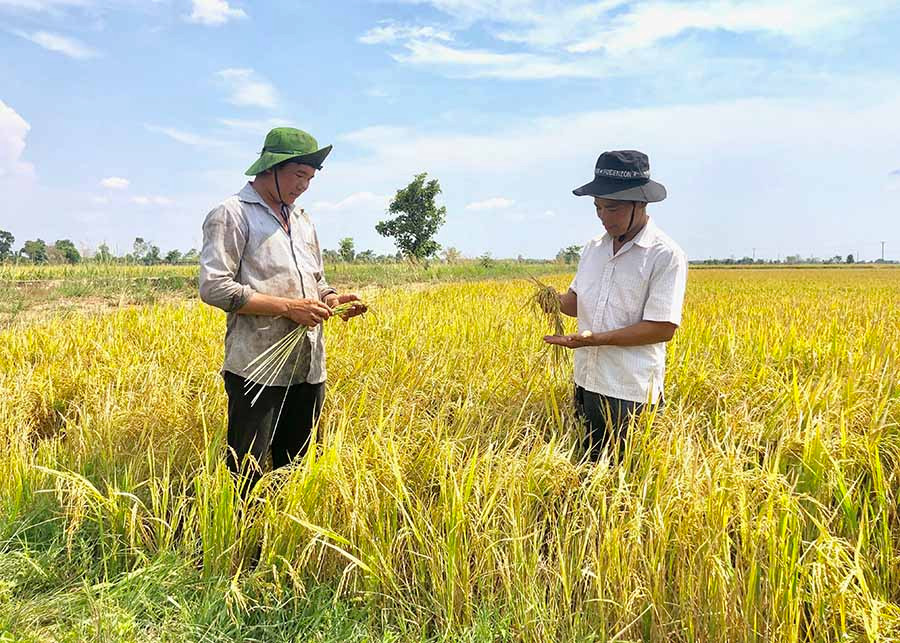 Người dân trao đổi kinh nghiệm trồng lúa rẫy. Ảnh: Ngọc Thu