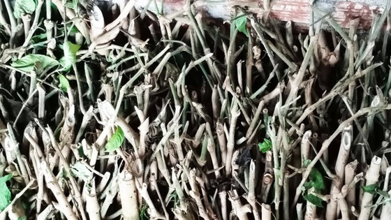 Nguyên liệu từ các loại thảo mộc tự nhiên được chế biến để phục vụ chăn nuôi heo thảo mộc Nguyên liệu từ các loại thảo mộc tự nhiên được chế biến để phục vụ chăn nuôi heo thảo mộc