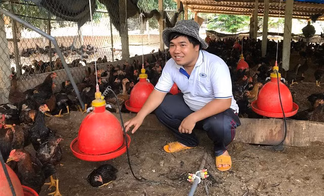 Nghề nuôi gà ta thả vườn, nuôi và ta thả đồi ở huyện Hoài Ân (tỉnh Bình Định) đang mang lại nguồn thu nhập cao cho nhiều hộ nông dân. Trong ảnh: Con rể ông Mai Văn Rõ là một trong những lao động tham gia vào mô hình nuôi gà ta thả vườn.