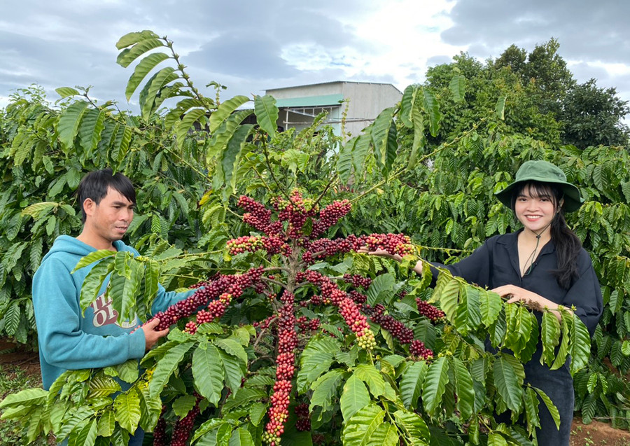 Gia đình anh Hnũ (bìa trái; xã Ia Băng, huyện Đak Đoa) tham gia mô hình sản xuất cà phê bền vững với Công ty TNHH một thành viên Ngọc Chương Gia Lai. Ảnh: Hải Bình Gia đình anh Hnũ (bìa trái; xã Ia Băng, huyện Đak Đoa) tham gia mô hình sản xuất cà phê bền vững với Công ty TNHH một thành viên Ngọc Chương Gia Lai. Ảnh: Hải Bình