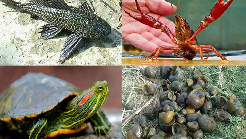 Ảnh minh họa: Internet