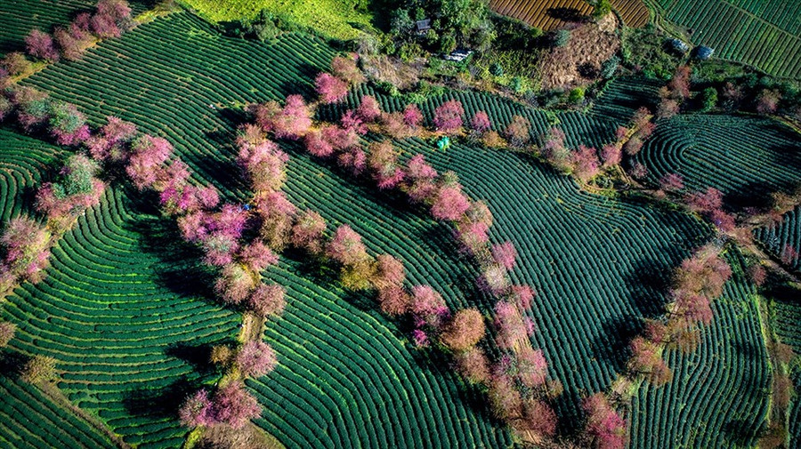 Mùa xuân sớm ở đồi cao Sapa. Ảnh: Lê Tuấn