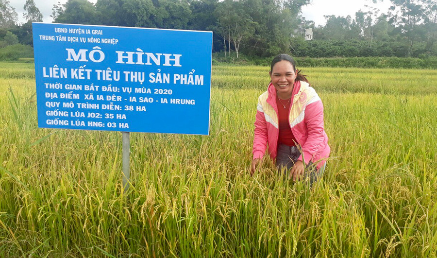 Nông dân huyện Ia Grai phấn khởi khi giống lúa mới cho năng suất cao. Ảnh: Lê Nam Nông dân huyện Ia Grai phấn khởi khi giống lúa mới cho năng suất cao. Ảnh: Lê Nam