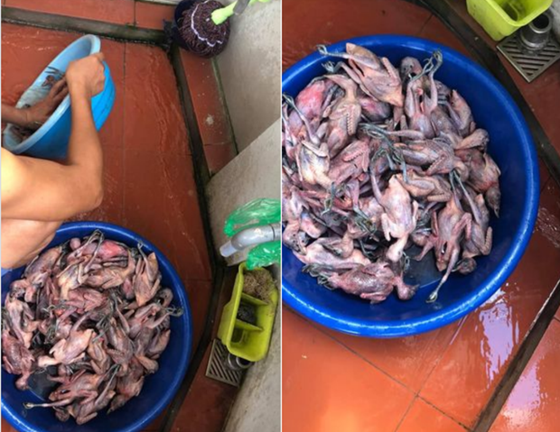 Hàng trăm cá thể chim hoang dã di cư ở Cát Bà bị làm thịt, rao bán trên mạng xã hội facebook.