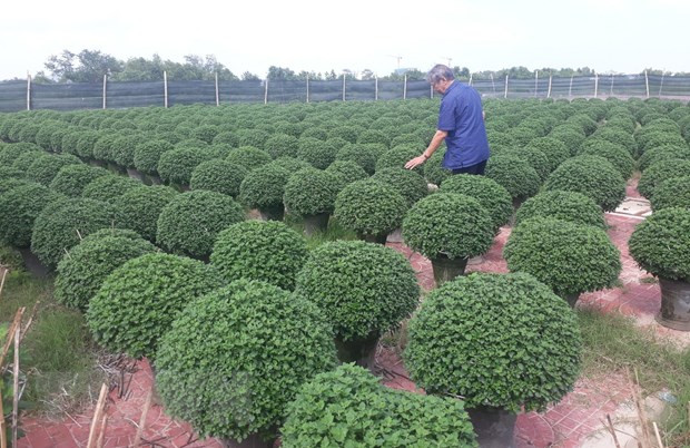 Ông Huỳnh Thúc Thắng, phường Đống Đa, thành phố Quy Nhơn (Bình Định) chăm sóc vườn hoa cúc Nhật chuẩn bị phục vụ Tết. (Ảnh: Tường Quân/TTXVN) Ông Huỳnh Thúc Thắng, phường Đống Đa, thành phố Quy Nhơn (Bình Định) chăm sóc vườn hoa cúc Nhật chuẩn bị phục vụ Tết. (Ảnh: Tường Quân/TTXVN)