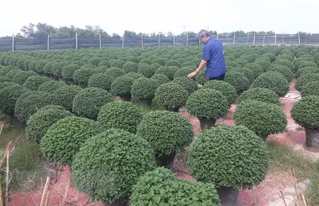 Ông Huỳnh Thúc Thắng, phường Đống Đa, thành phố Quy Nhơn (Bình Định) chăm sóc vườn hoa cúc Nhật chuẩn bị phục vụ Tết. (Ảnh: Tường Quân/TTXVN)