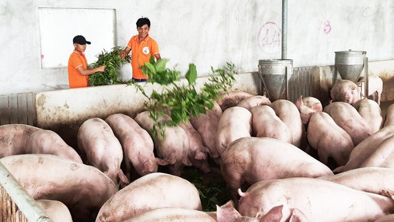 Các công nhân đang cho heo ăn cây dược liệu Các công nhân đang cho heo ăn cây dược liệu