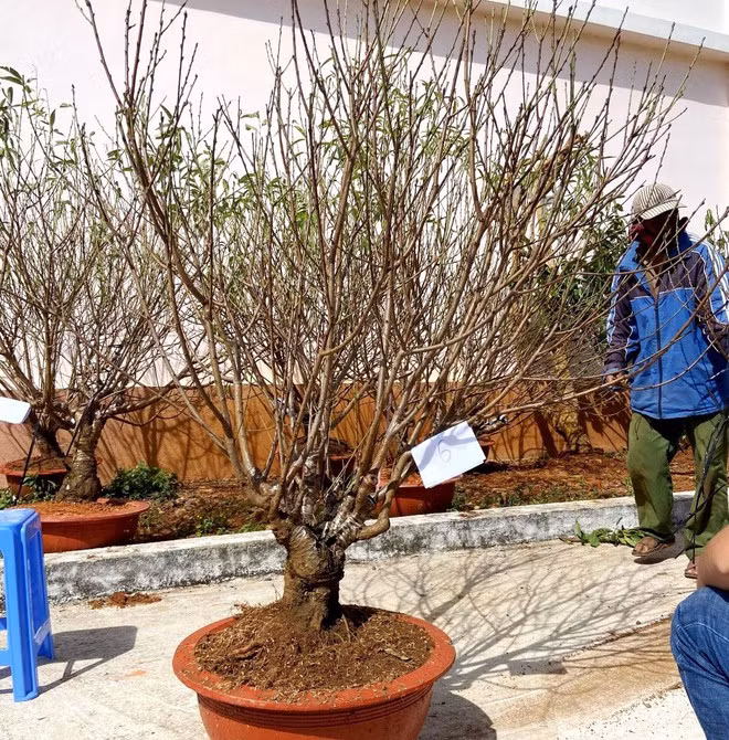 Cây đào cổ thụ của tại vườn gia đình ông K’Boi bị 3 nghi can đục tường và trộm - Ảnh: Trùng Dương