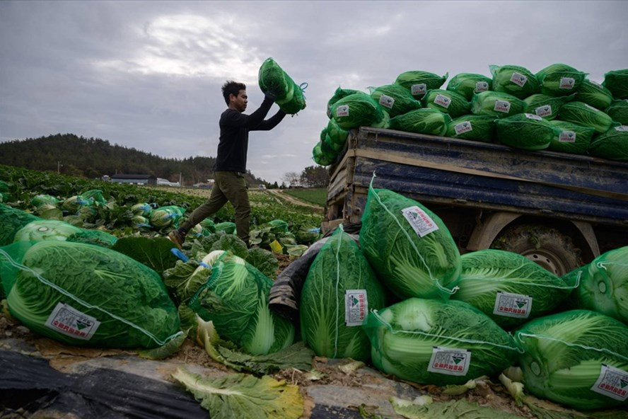 Một lao động Thái Lan làm việc tại nông trại gần Mokpo, Hàn Quốc, tháng 11.2020. Ảnh: AFP Một lao động Thái Lan làm việc tại nông trại gần Mokpo, Hàn Quốc, tháng 11.2020. Ảnh: AFP