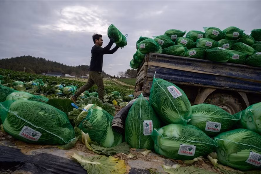 Một lao động Thái Lan làm việc tại nông trại gần Mokpo, Hàn Quốc, tháng 11.2020. Ảnh: AFP Một lao động Thái Lan làm việc tại nông trại gần Mokpo, Hàn Quốc, tháng 11.2020. Ảnh: AFP
