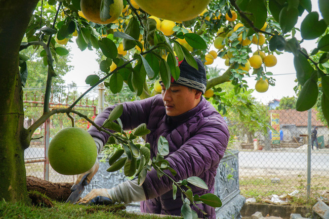 Anh Hoàng Đình Chính (34 tuổi) thường xuyên ăn ngủ luôn tại vườn bưởi cảnh tiền tỷ. Anh cho hay: “Phải túc trực tại vườn để cùng nhân công chăm chút cây và tư vấn bán hàng vì nhiều khách đến xem rồi”.
