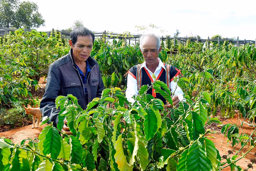 7.Già làng Hyưr còn hướng dẫn dân làng kinh nghiệm ghép cà phê, thực hiện thâm canh làm tăng năng suất cà phê. 