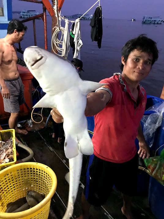 Thành quả một lần săn cá nhám. Thành quả một lần săn cá nhám.