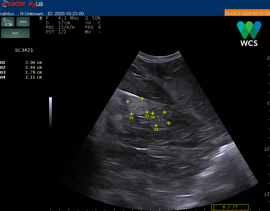  Máy siêu âm soi được nang trứng của rùa, khẳng định đây là cá thể rùa cái. Nguồn ảnh: WCS Việt Nam