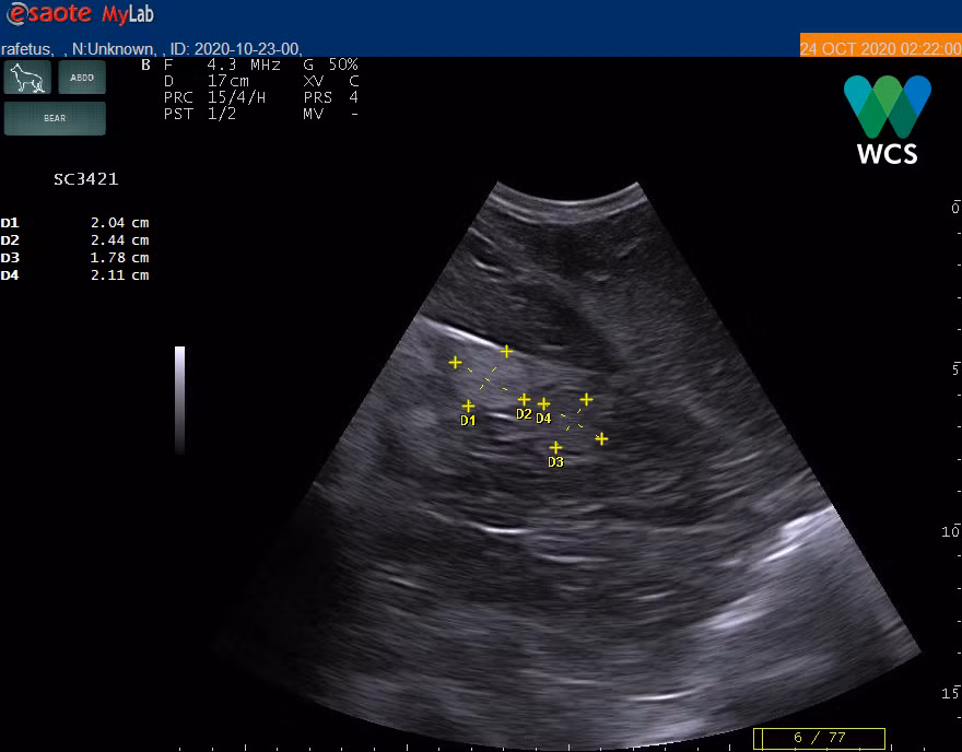  Máy siêu âm soi được nang trứng của rùa, khẳng định đây là cá thể rùa cái. Nguồn ảnh: WCS Việt Nam