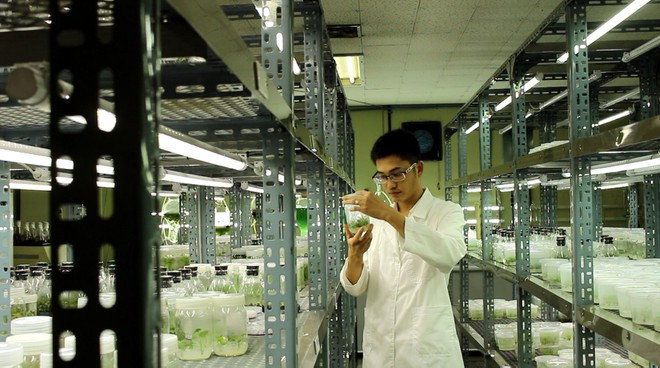 Tiến sĩ Hồ Thanh Tâm làm việc tại phòng thí nghiệm ẢNH: NVCC