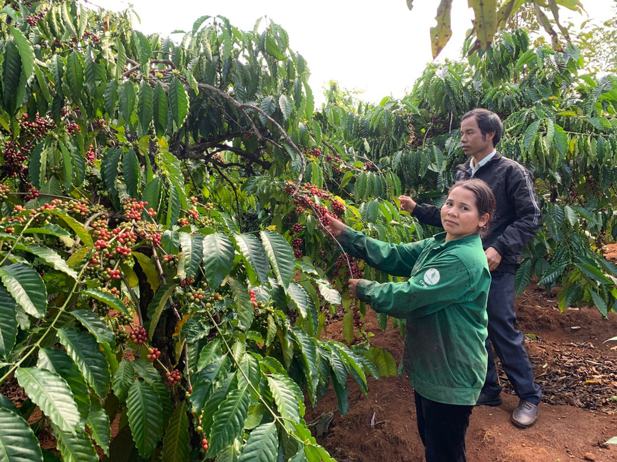 Người dân làng Klũ đã phát triển diện tích đất sản xuất lên 150 ha