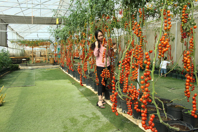 33 tổ chức, cá nhân trên địa bàn tỉnh Lâm Đồng đã được công nhận mô hình 