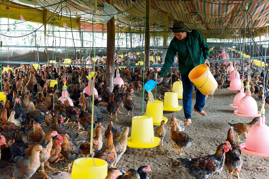  Còn trang trại gà của gia đình ông Nguyễn Văn Bảo, xã Kông Htok, mỗi lứa cung cấp trên 10.000 con gà cho thị trường trong và ngoài tỉnh.