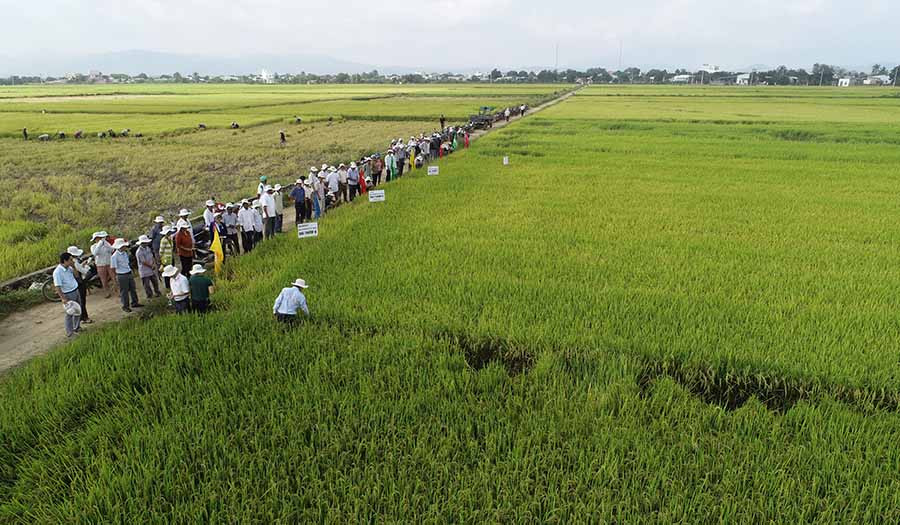 Nhiều giống lúa chất lượng cao được huyện Phú Thiện đưa vào sản xuất trên những cánh đồng lớn. Ảnh: Ngọc Sang Nhiều giống lúa chất lượng cao được huyện Phú Thiện đưa vào sản xuất trên những cánh đồng lớn. Ảnh: Ngọc Sang