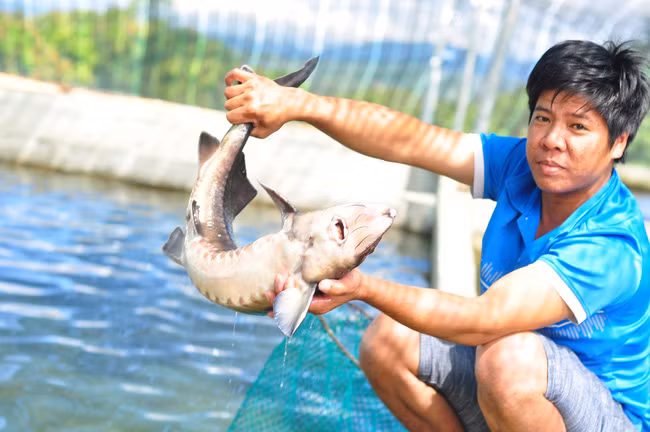 Mô hình nuôi cá tầm tại thôn 2, xã Rô Men của ông Huỳnh Ngọc Thu mở ra một hướng đi mới cho người dân tại địa phương. Ảnh: P.V