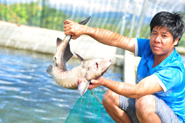 Mô hình nuôi cá tầm tại thôn 2, xã Rô Men của ông Huỳnh Ngọc Thu mở ra một hướng đi mới cho người dân tại địa phương. Ảnh: P.V