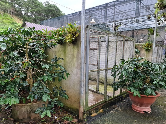  Mô hình chuồng trại nuôi chồn khá thoáng đãng, tạo không gian sống dễ chịu cho loài chồn