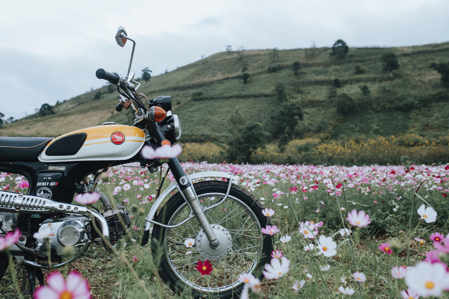 Khoa gọi vườn hoa dưới chân núi Chư Đang Ya là Cánh đồng mơ. Ảnh Tạ Ngọc Anh Khoa