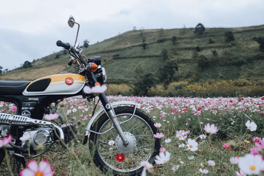 Khoa gọi vườn hoa dưới chân núi Chư Đang Ya là Cánh đồng mơ. Ảnh Tạ Ngọc Anh Khoa