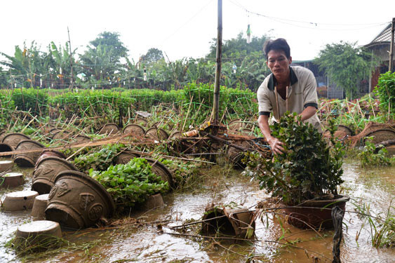 Sau những đợt bão lũ liên tiếp, nhiều làng hoa Tết ở Quảng Ngãi bị hư hỏng nặng. Ảnh: TỬ TRỰC