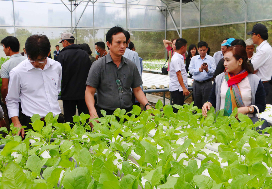 Các đại biểu tham quan cơ sở sản xuất rau sạch thủy canh Việt Long. Ảnh: Quang Tấn Các đại biểu tham quan cơ sở sản xuất rau sạch thủy canh Việt Long