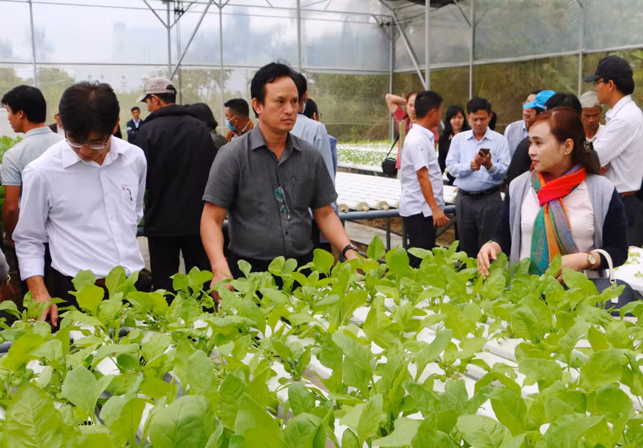 Các đại biểu tham quan cơ sở sản xuất rau sạch thủy canh Việt Long