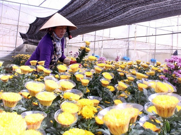 Nông dân trồng hoa tại thành phố Đà Lạt thu hoạch hoa cúc. (Ảnh: Phạm Kha/TTXVN)