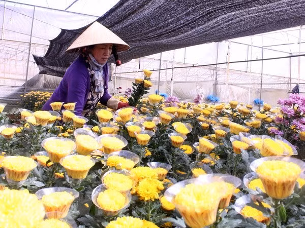 Nông dân trồng hoa tại thành phố Đà Lạt thu hoạch hoa cúc. (Ảnh: Phạm Kha/TTXVN)