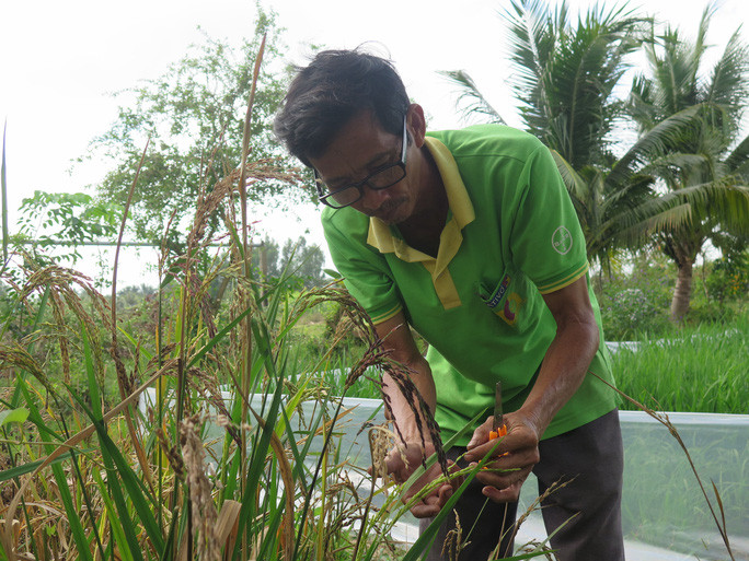 Anh Hoa Sĩ Hiền trên cánh đồng thử nghiệm của mình