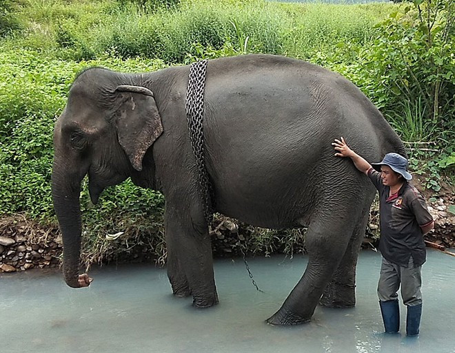 Jă Tao - con voi nhà cuối cùng ở bắc Tây nguyên vừa chết ẢNH: TRẦN HIẾU