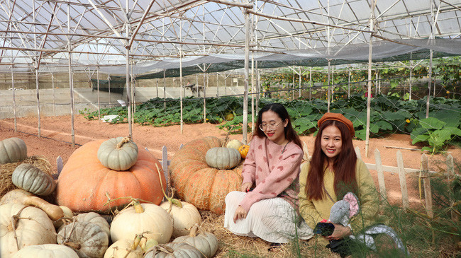 Các mô hình du lịch canh nông đã và đang không ngừng nâng cao chất lượng sản phẩm.